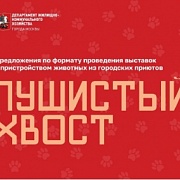 Выставки с пристройством «Пушистый хвост»