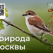 Природа Москвы